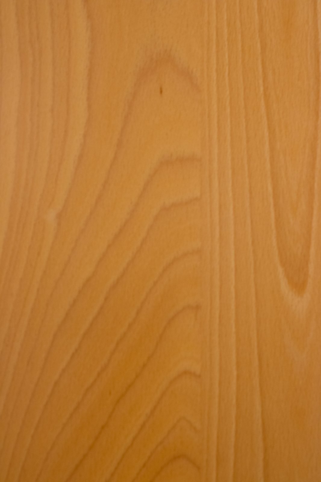 Beech