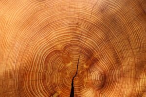 annual rings, tree, wood, free background, laptop wallpaper, beautiful wallpaper, 4k wallpaper 1920x1080, texture, mac wallpaper, cool backgrounds, wallpaper 4k, free wallpaper, desktop backgrounds, full hd wallpaper, background, hd wallpaper, wallpaper hd, windows wallpaper, nature, 4k wallpaper, wallpaper